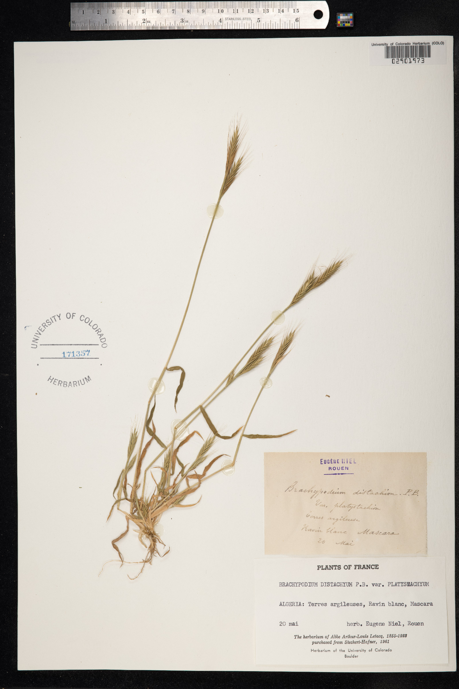 Brachypodium distachyon image