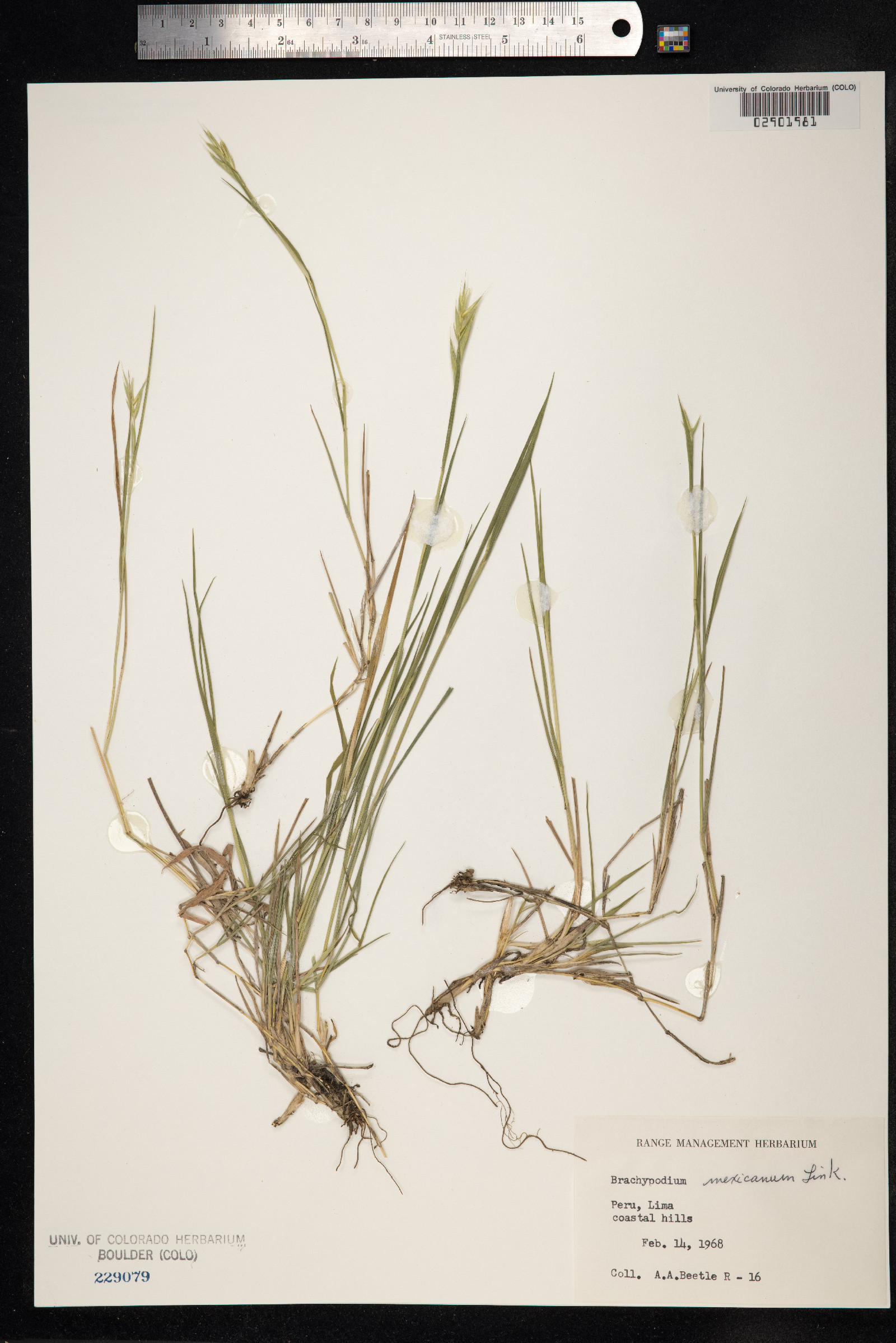 Brachypodium mexicanum image