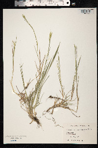 Brachypodium mexicanum image