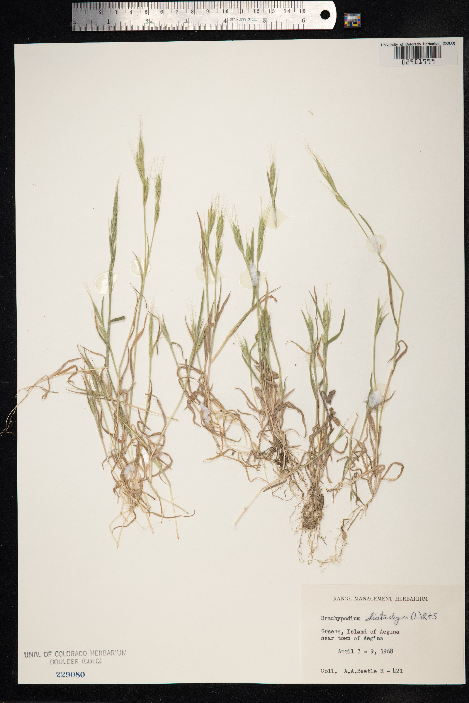 Brachypodium distachyon image