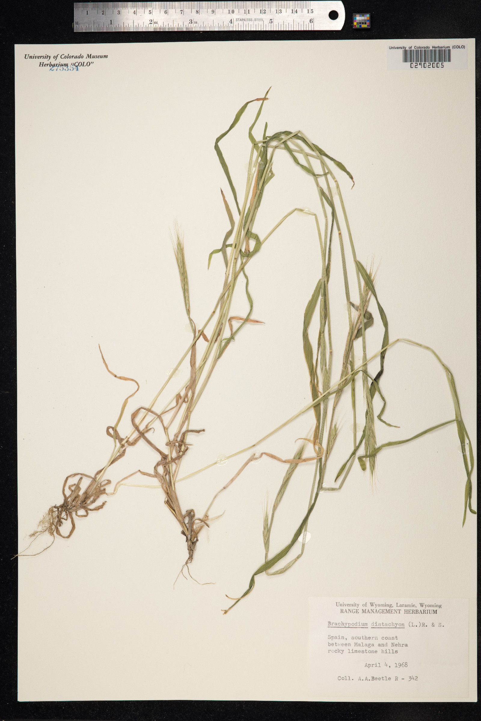 Brachypodium distachyon image