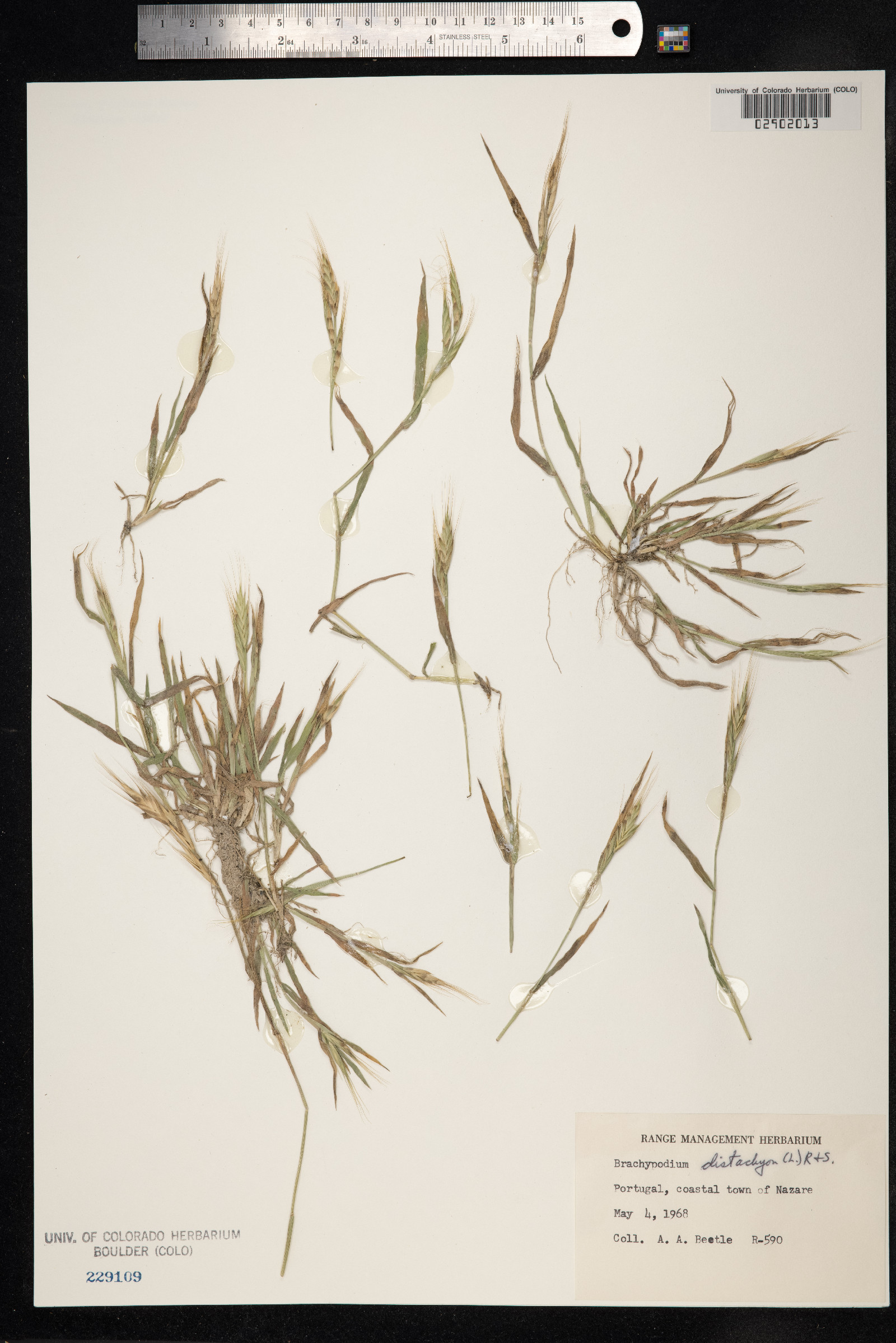 Brachypodium distachyon image