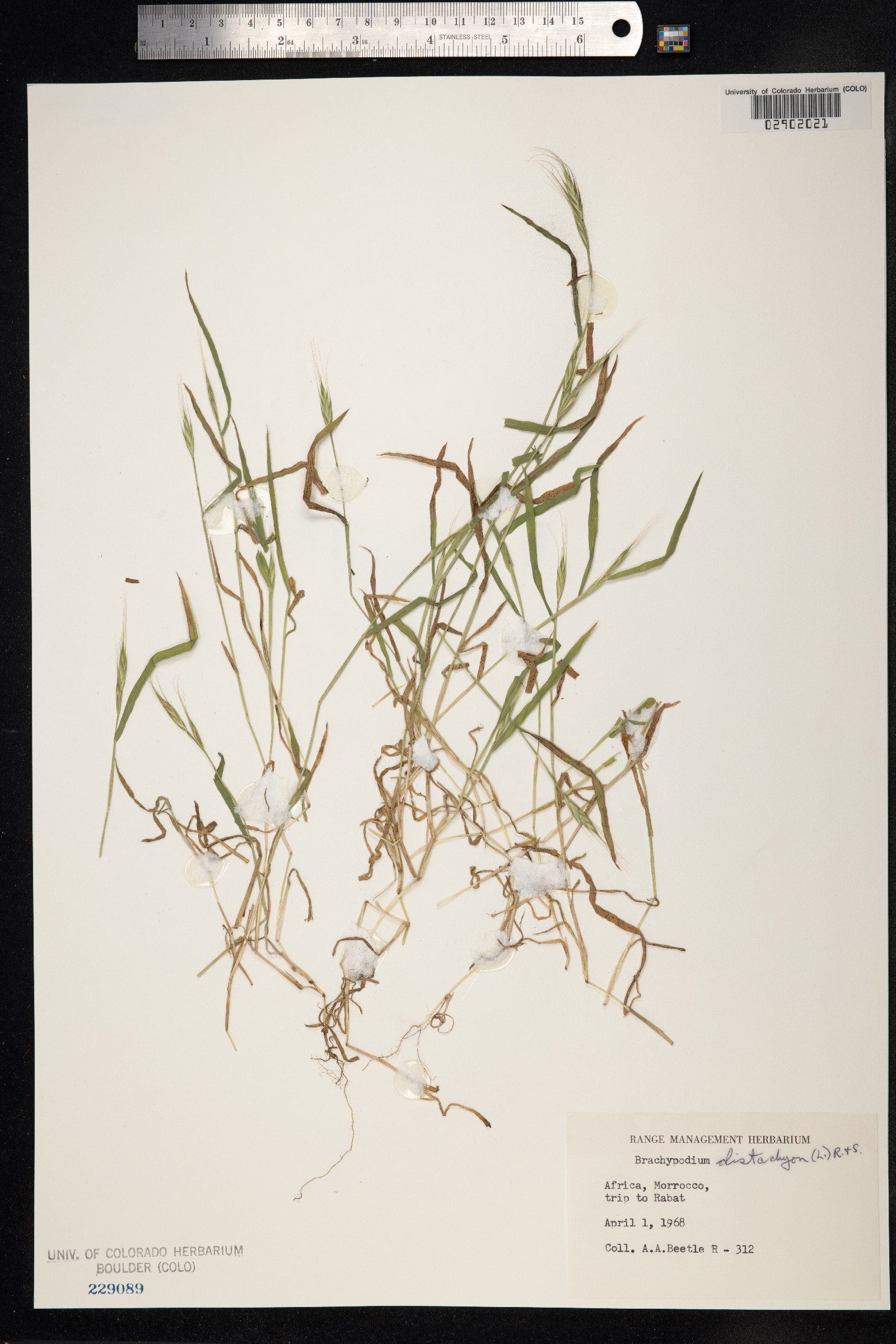 Brachypodium distachyon image
