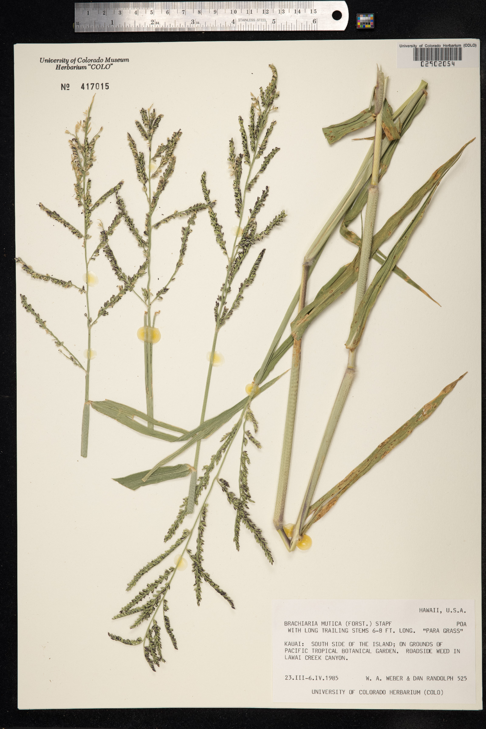 Urochloa mutica image