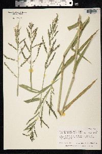 Urochloa mutica image