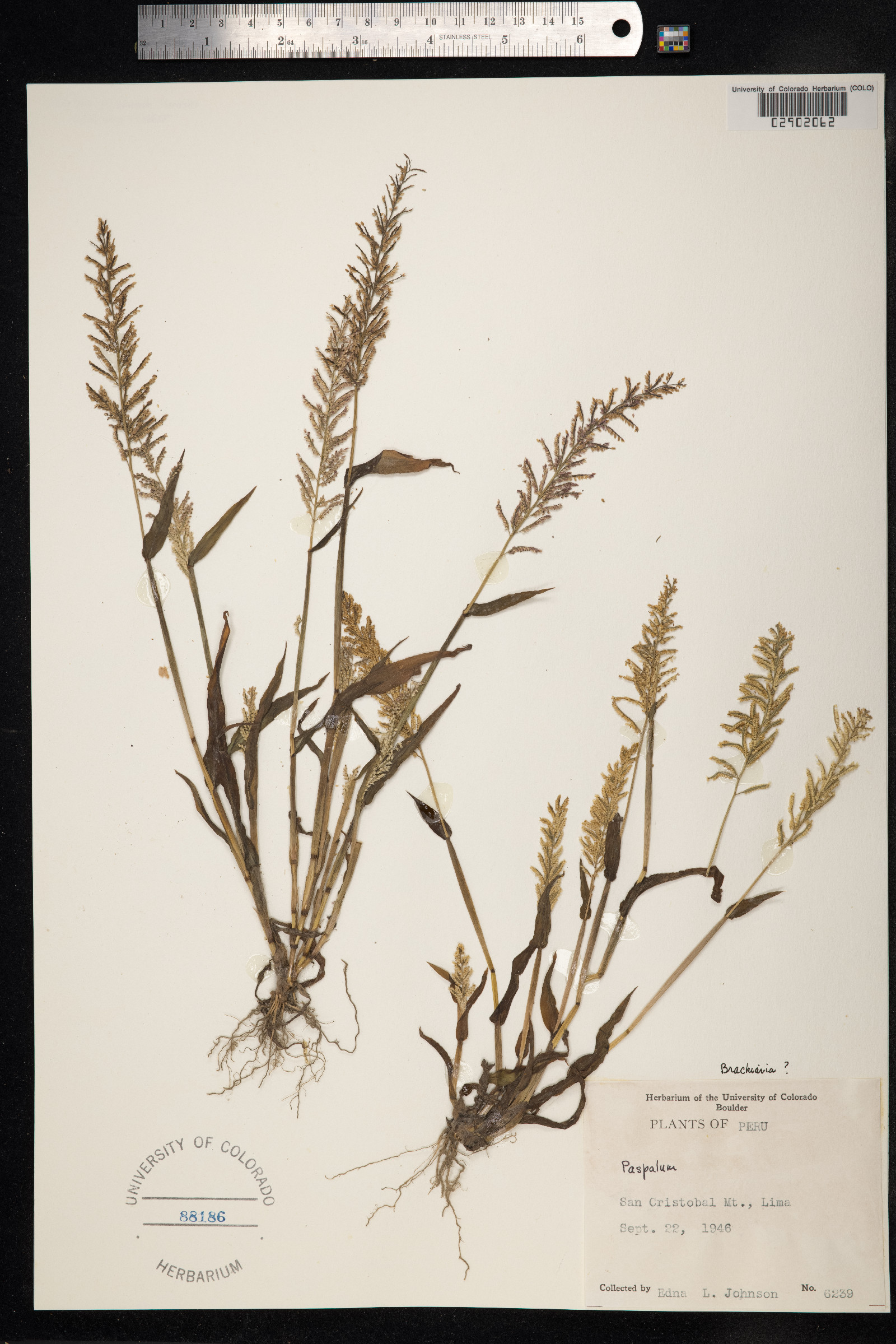 Brachiaria image