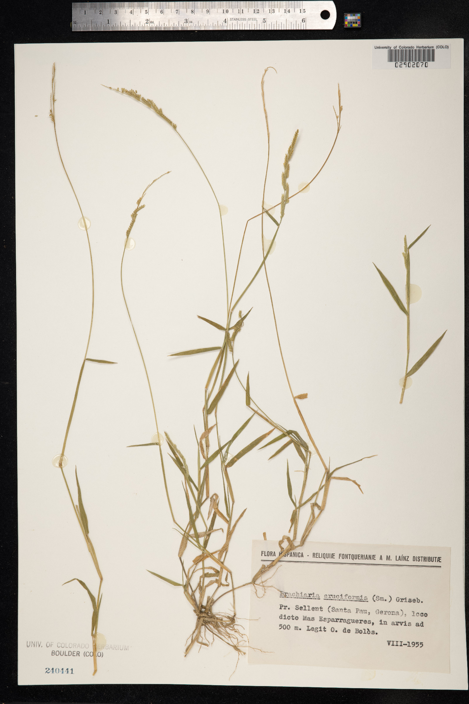 Moorochloa image