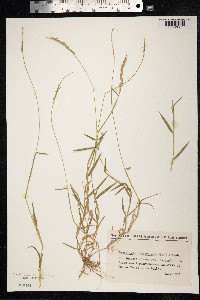 Image of Moorochloa eruciformis