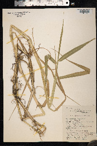 Urochloa mutica image