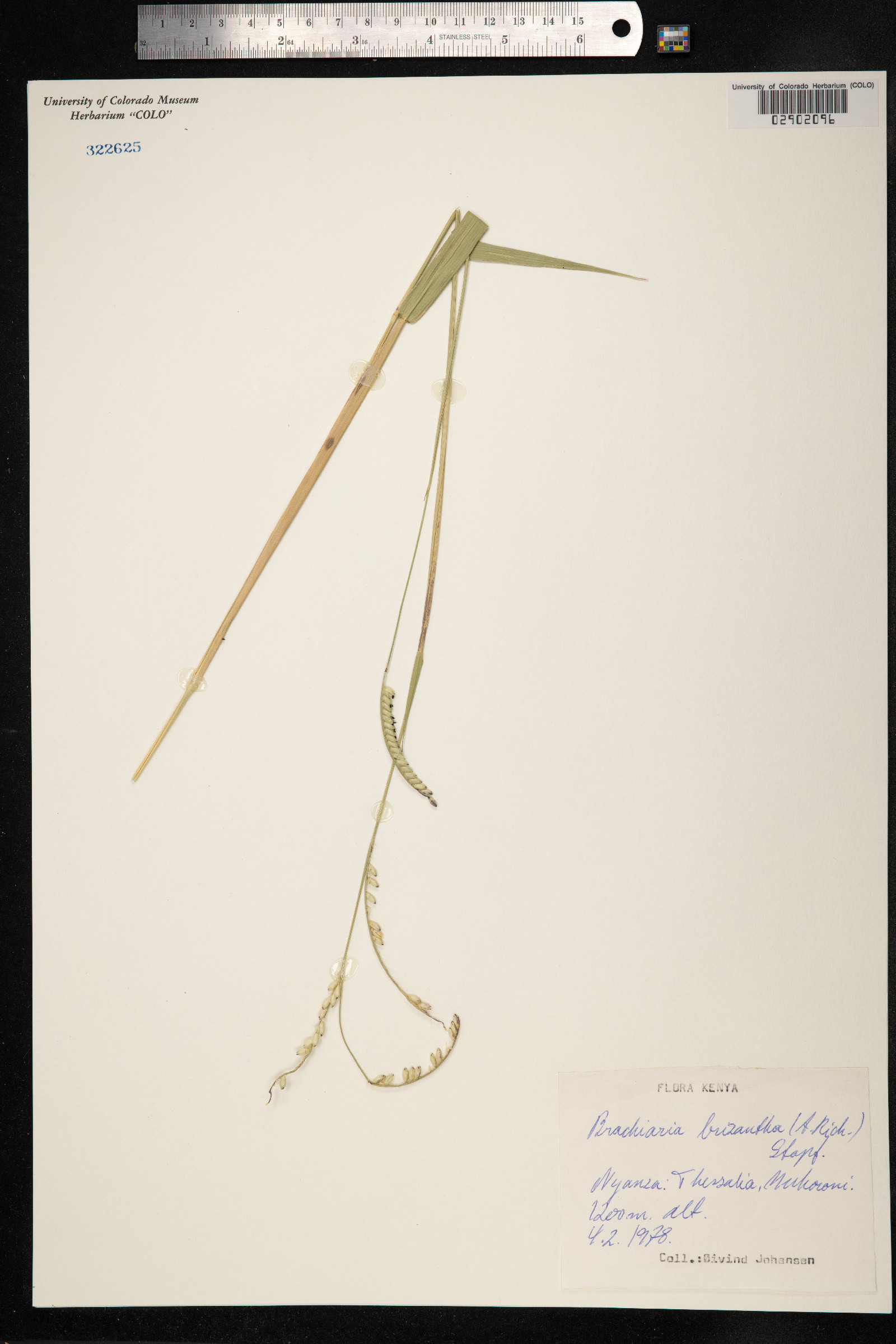 Urochloa brizantha image