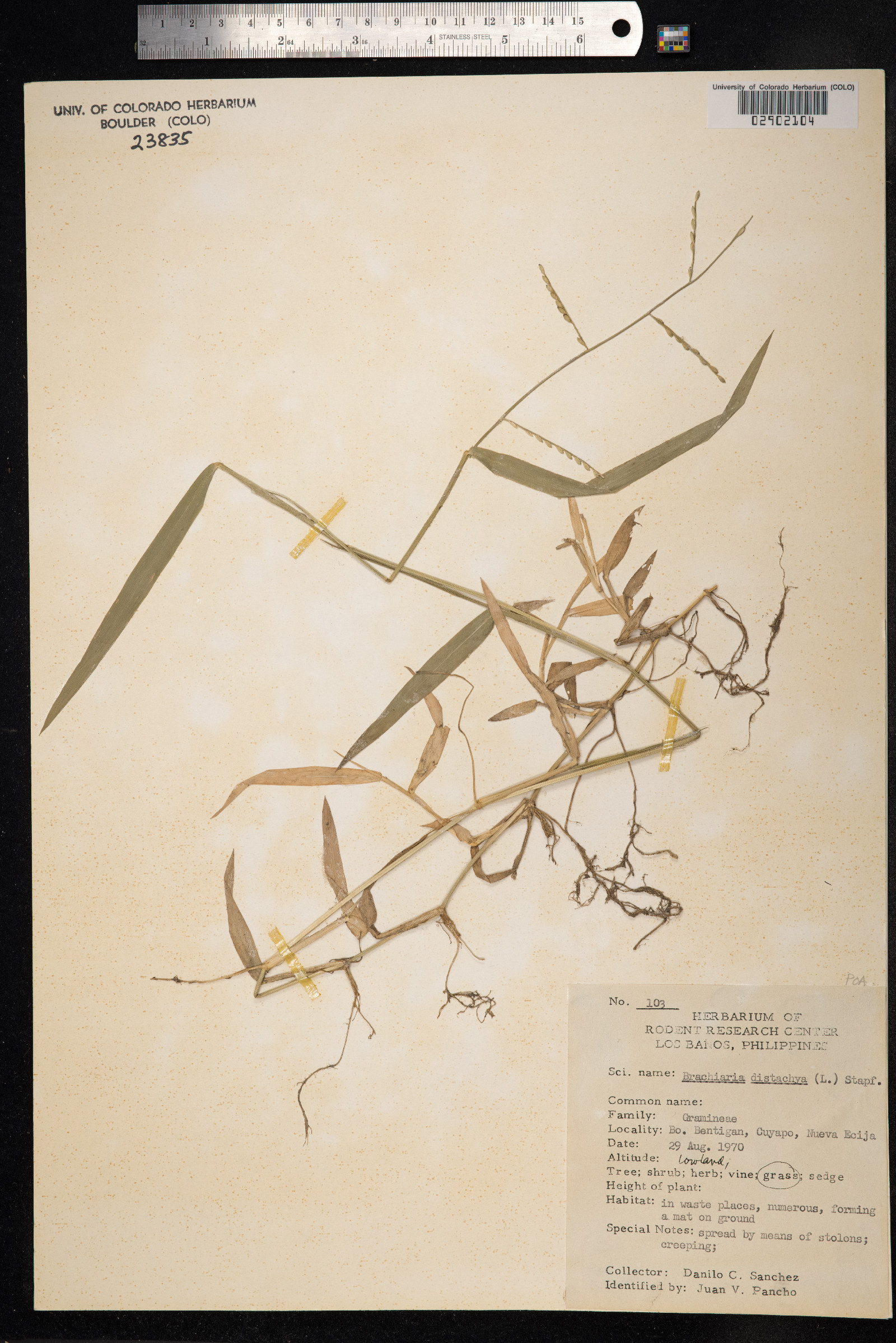 Urochloa distachya image