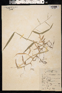 Image of Digitaria distachya