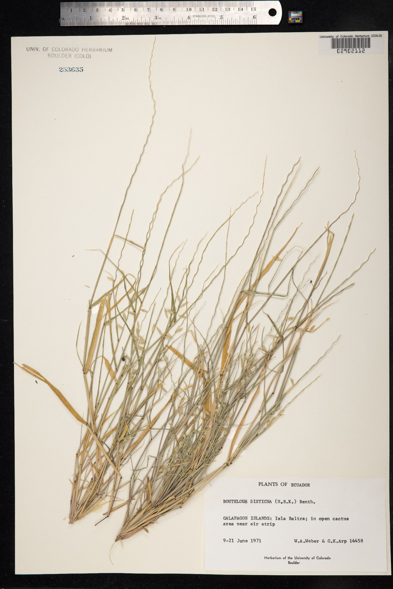 Bouteloua disticha image