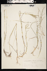 Bothriochloa ischaemum image
