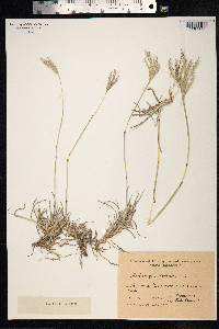 Bothriochloa ischaemum image