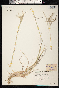 Bothriochloa ischaemum image