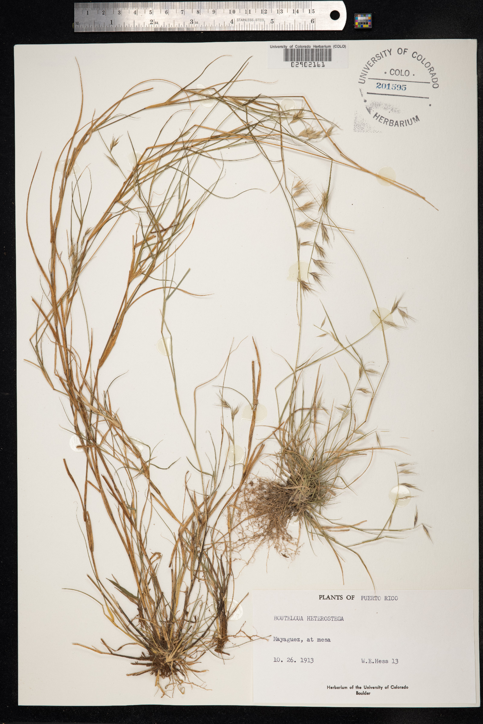 Bouteloua repens image