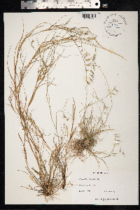 Bouteloua repens image