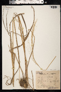 Bothriochloa laguroides image
