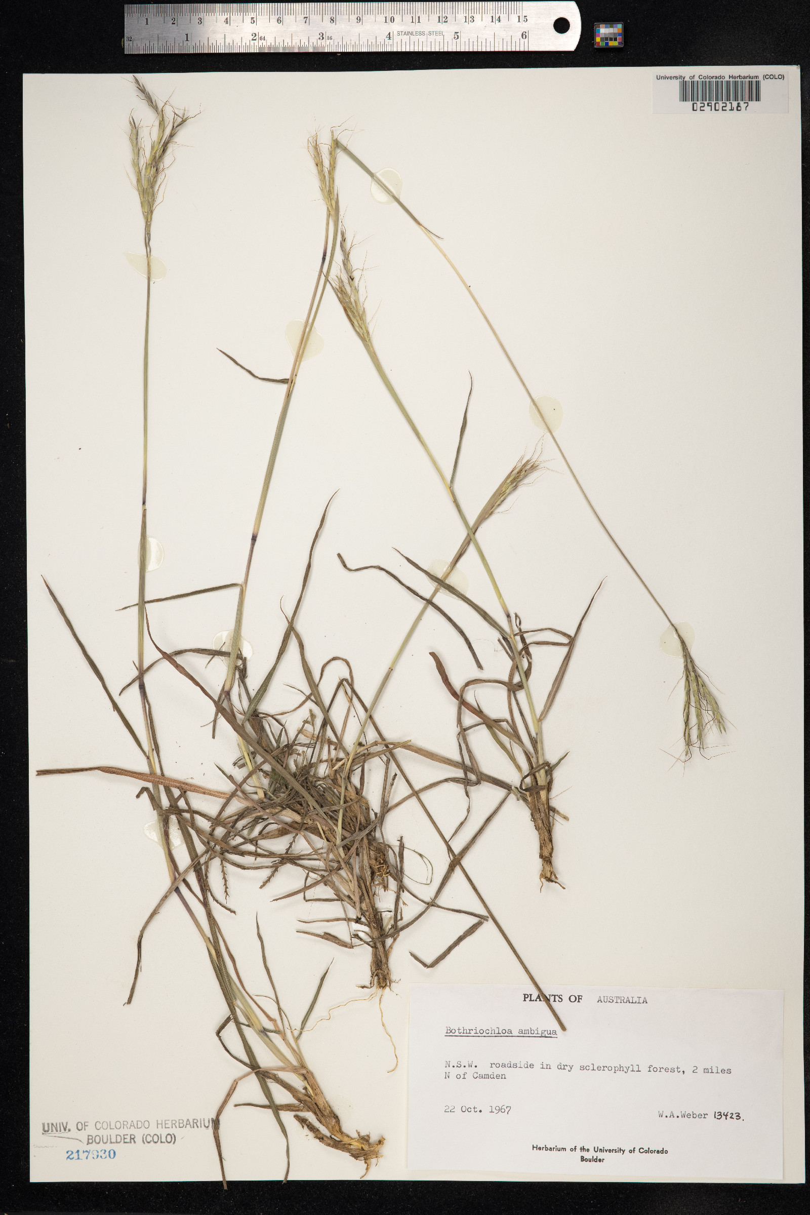 Bothriochloa hirtifolia image