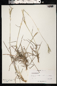 Image of Bothriochloa hirtifolia