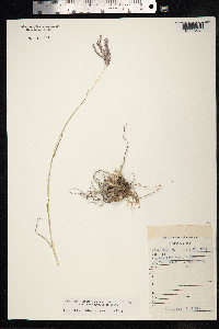 Bothriochloa ischaemum image