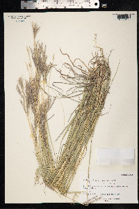 Bothriochloa ischaemum image
