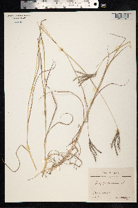 Bothriochloa ischaemum image