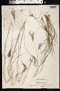 Bothriochloa ischaemum image
