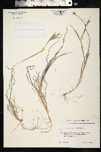 Bothriochloa ischaemum image