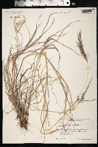 Bothriochloa ischaemum image