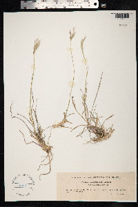 Bothriochloa ischaemum image