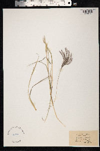 Bothriochloa ischaemum image