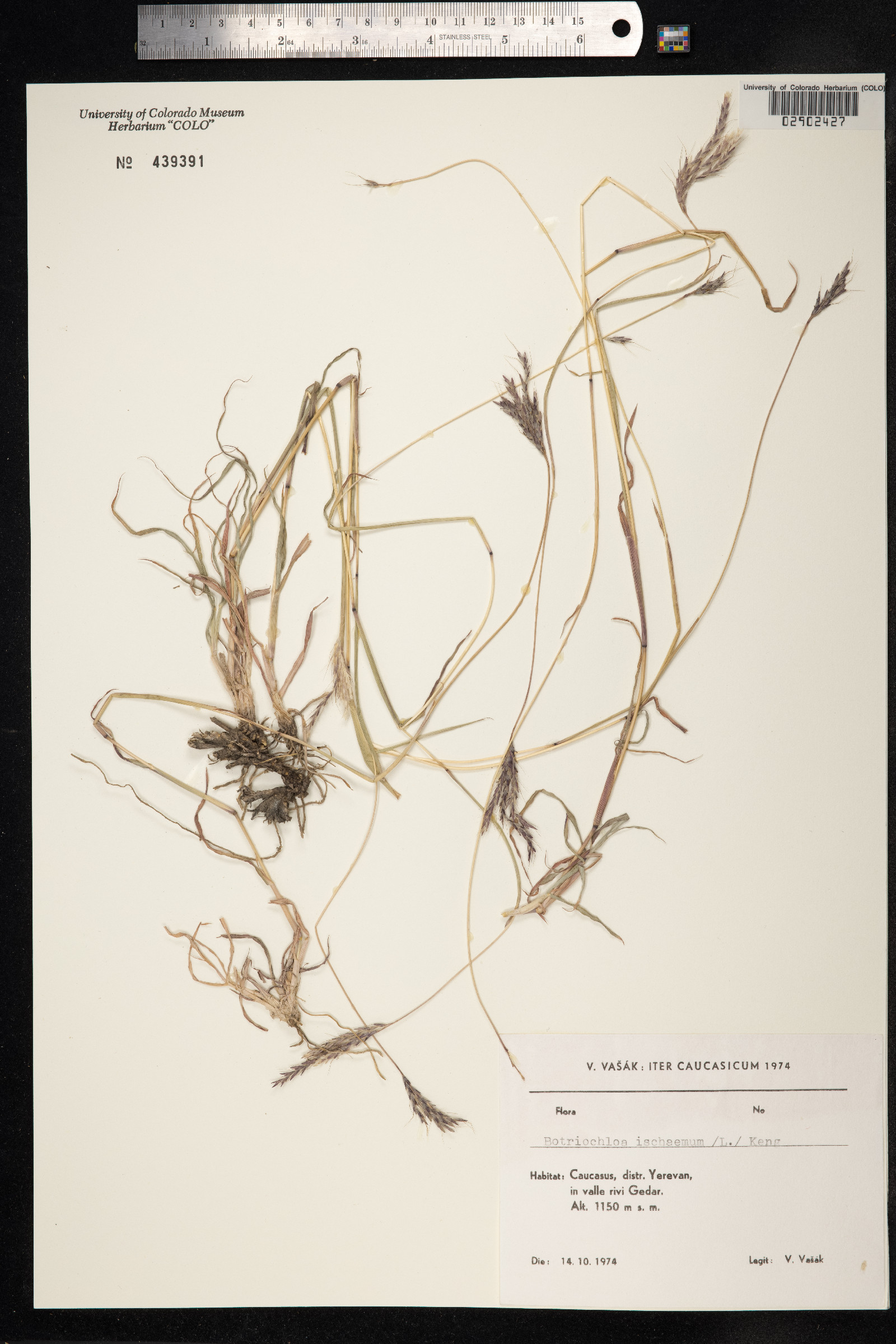Bothriochloa ischaemum image