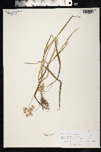 Briza maxima image