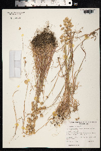 Briza maxima image