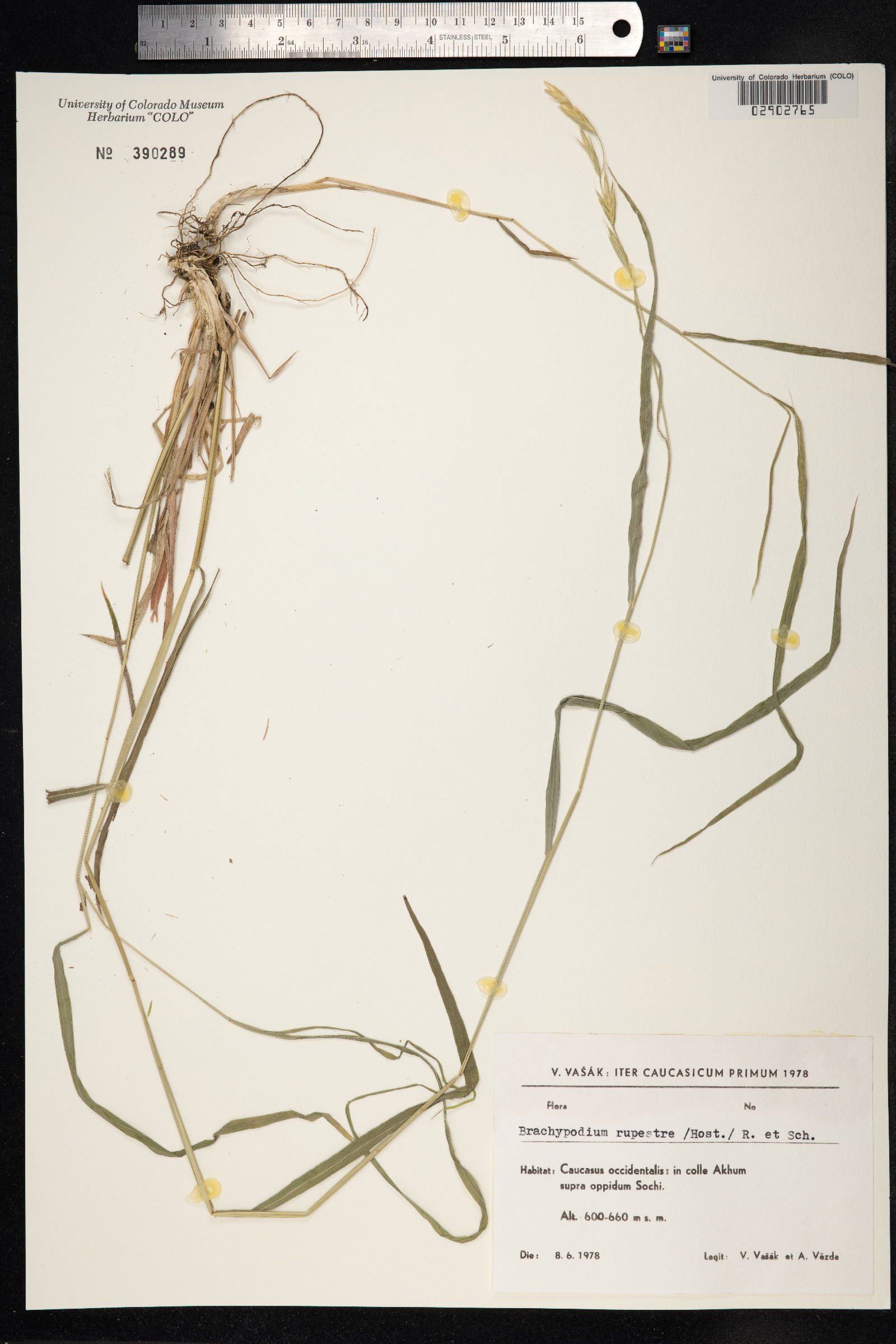 Brachypodium rupestre image