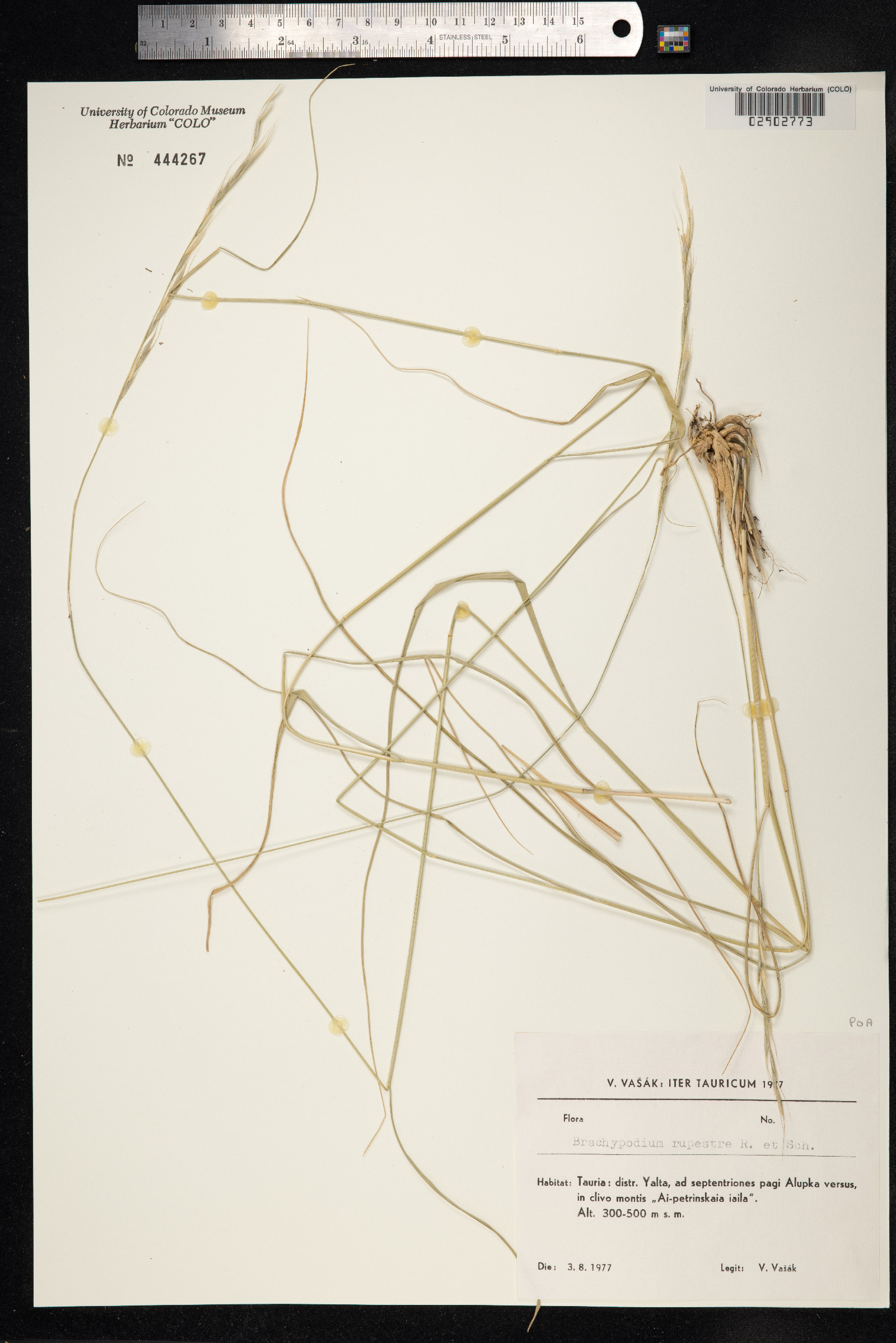 Brachypodium rupestre image