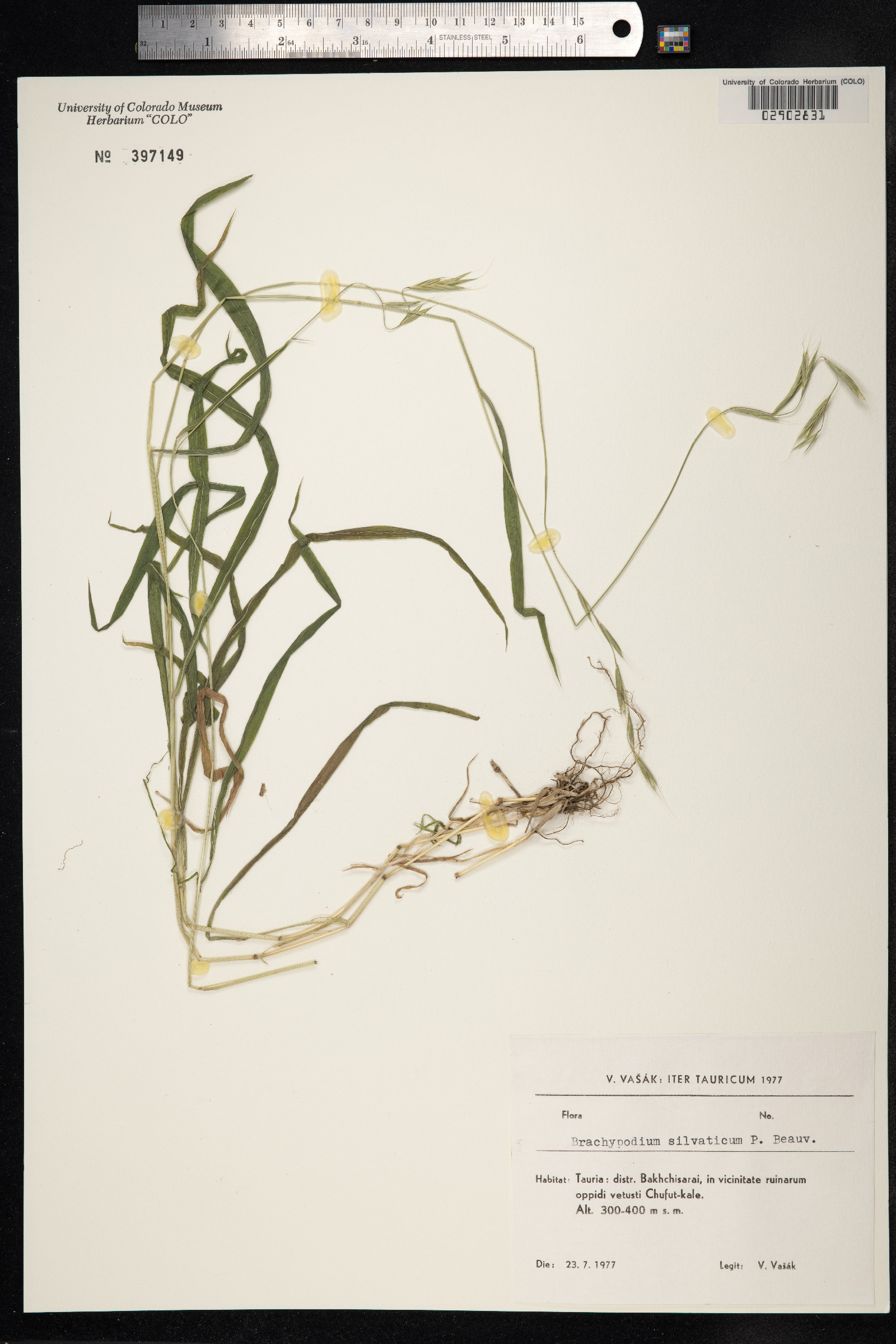 Brachypodium sylvaticum image