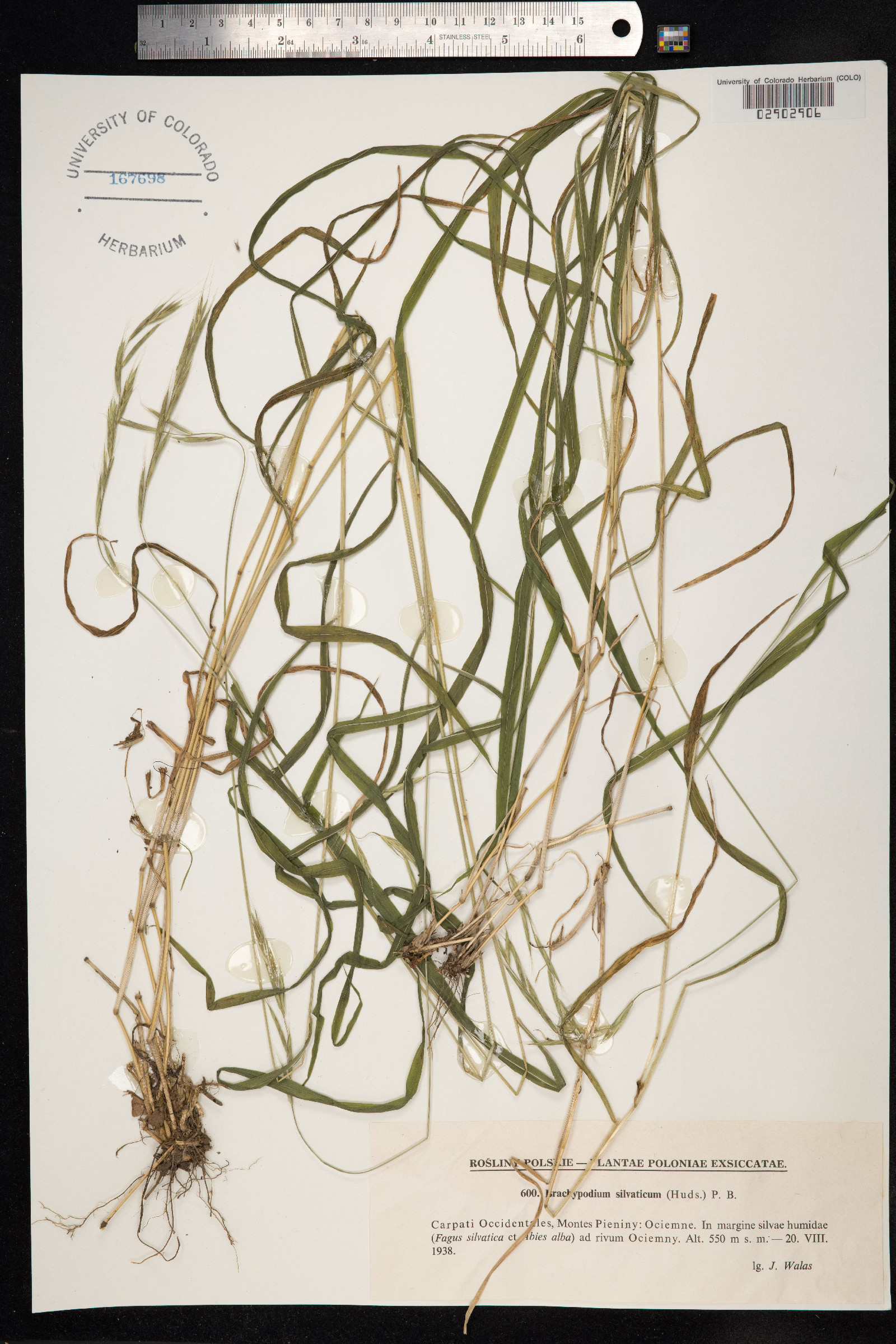 Brachypodium sylvaticum image