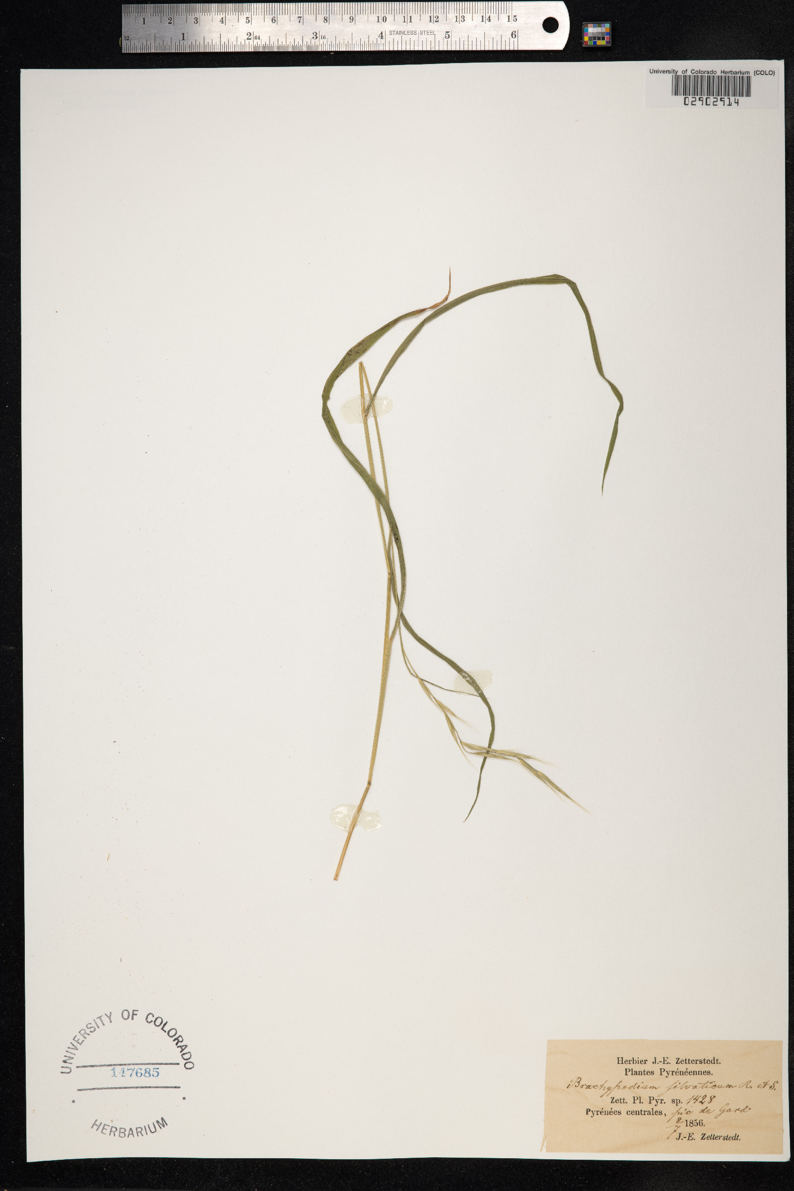 Brachypodium sylvaticum image