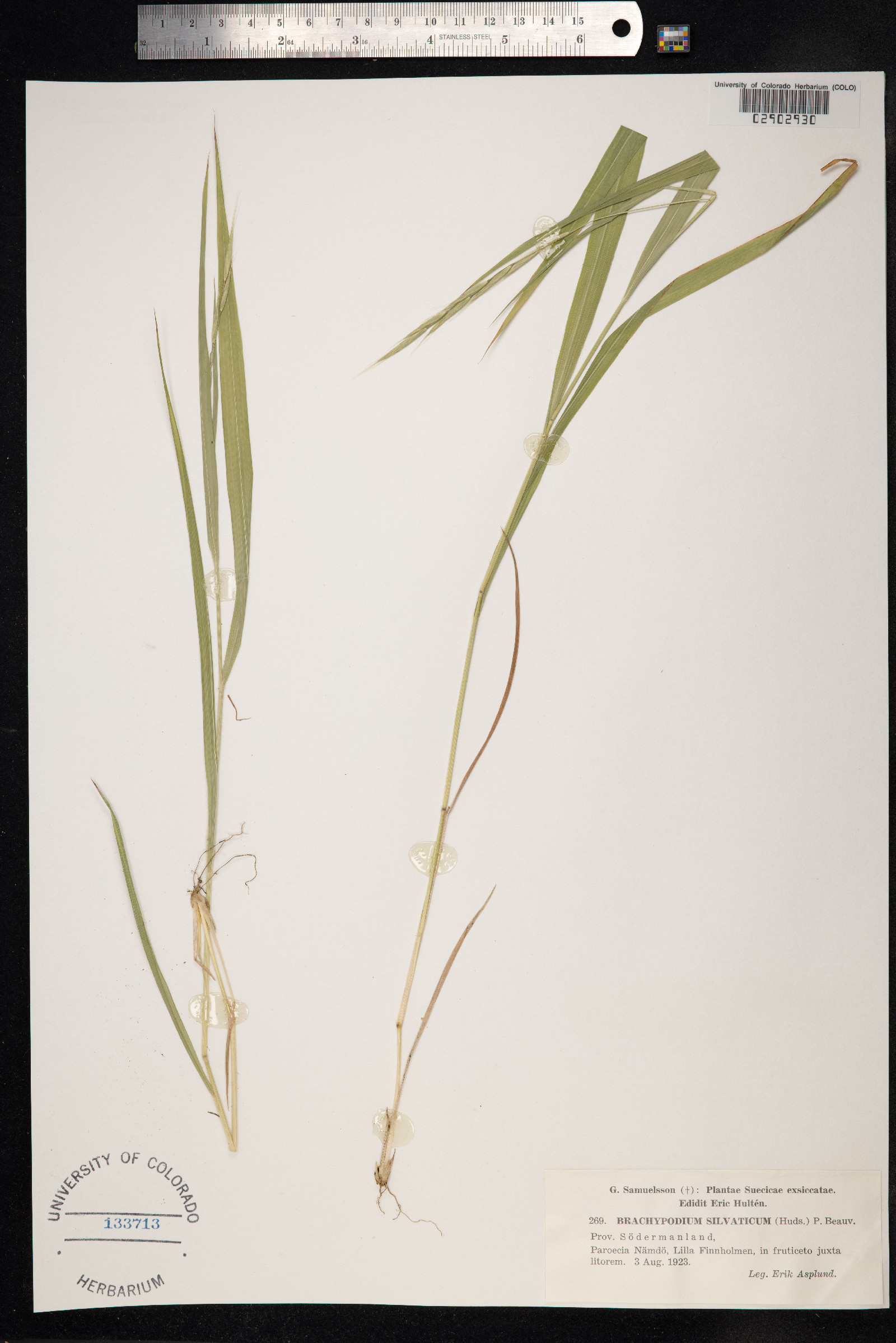 Brachypodium sylvaticum image