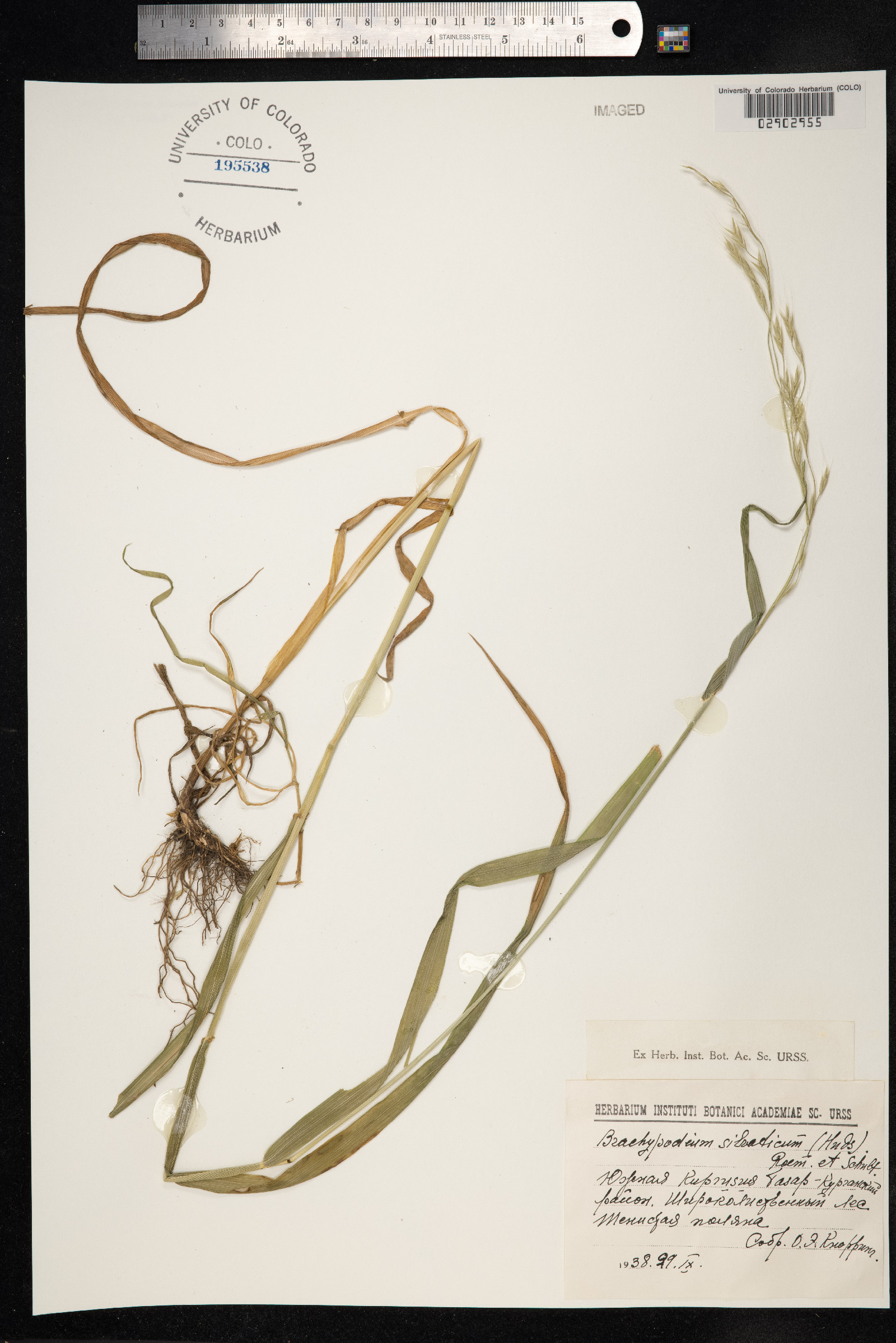 Brachypodium sylvaticum image