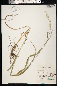 Brachypodium sylvaticum image