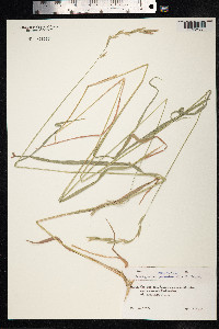 Brachypodium sylvaticum image