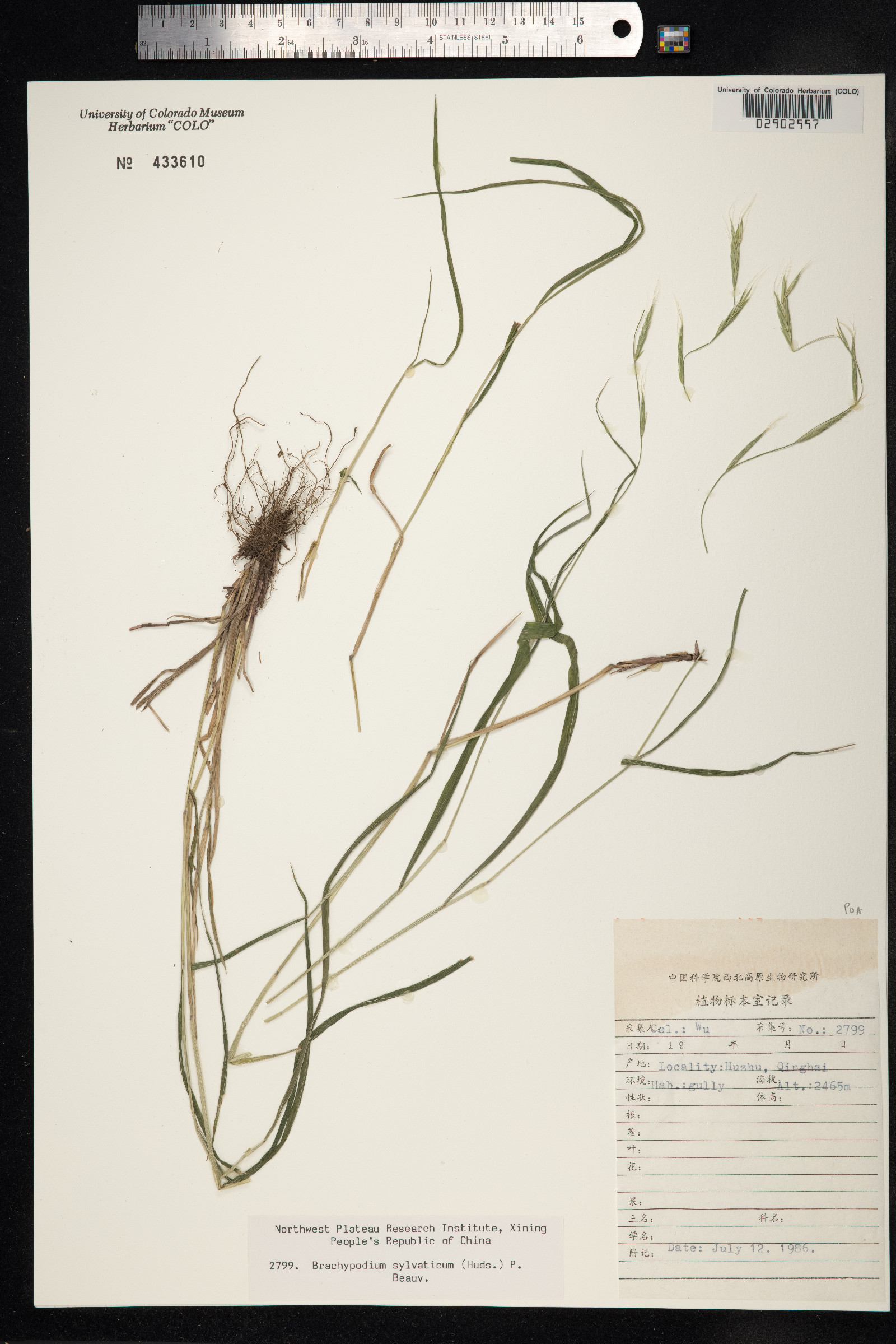 Brachypodium sylvaticum image