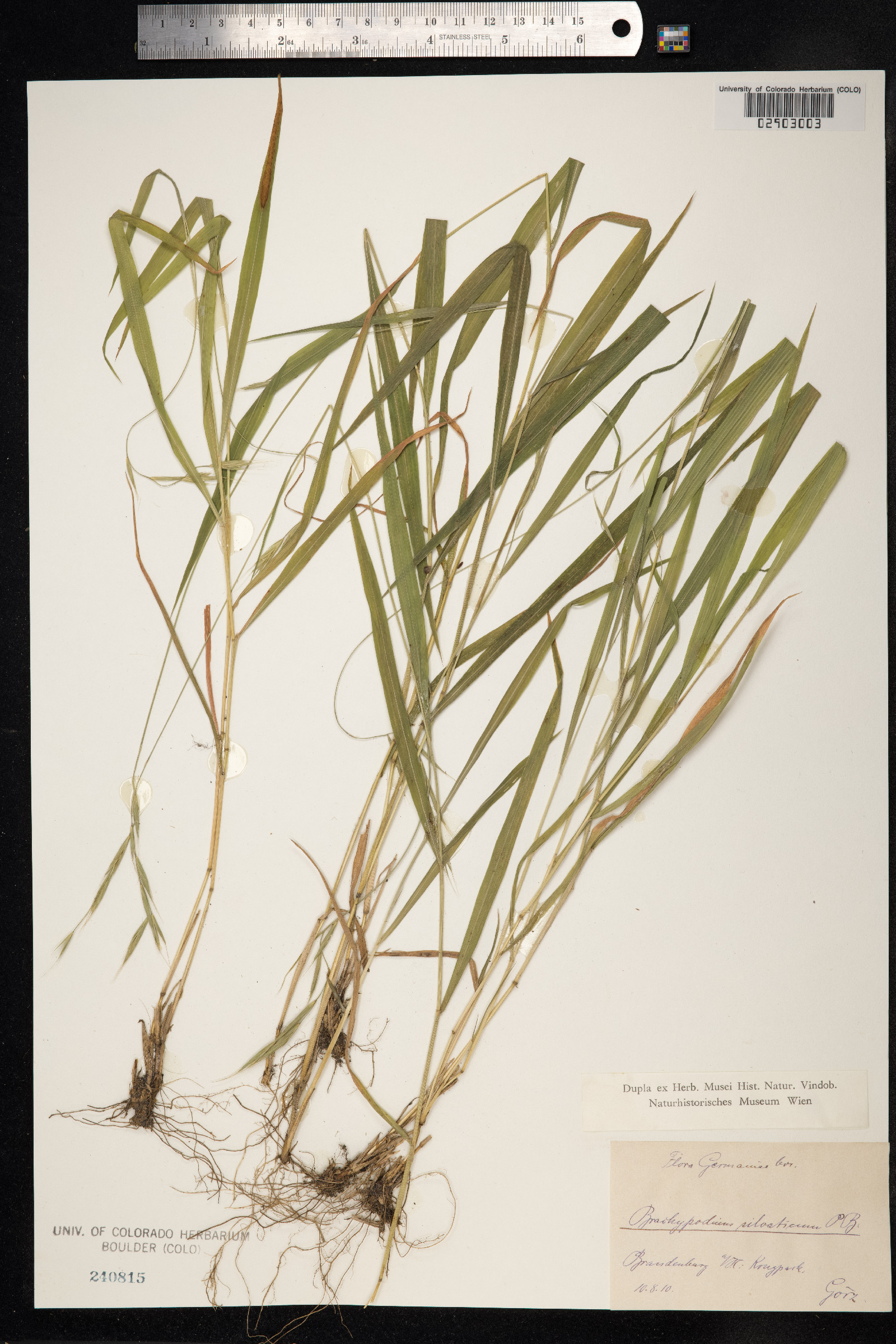 Brachypodium sylvaticum image