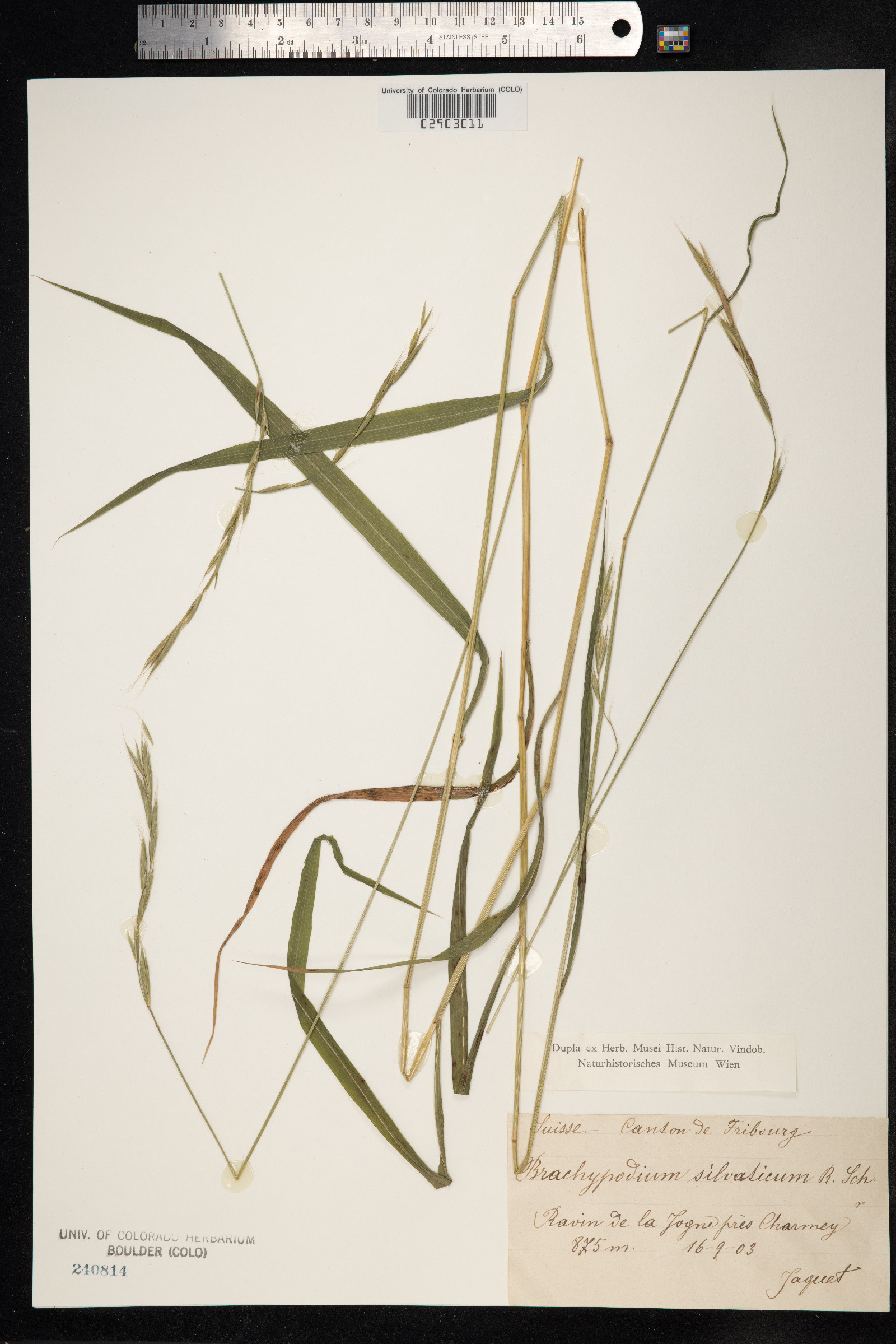 Brachypodium sylvaticum image