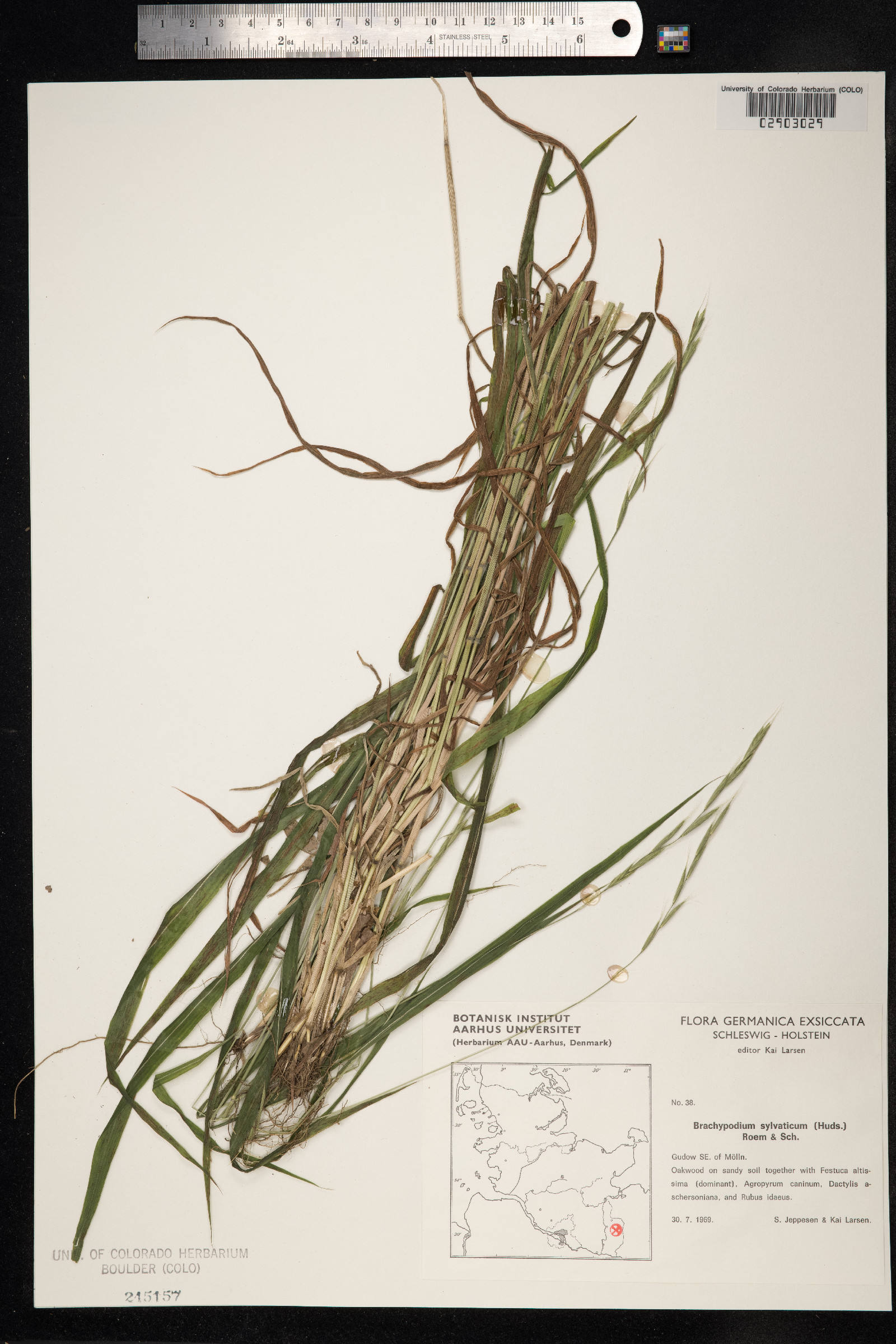 Brachypodium sylvaticum image