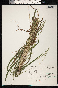 Brachypodium sylvaticum image